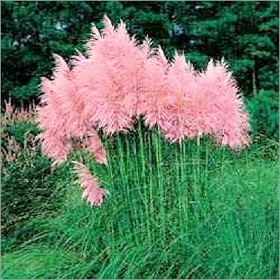 Cortaderia Selloana pink