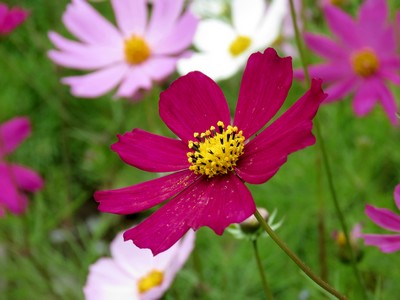 Cosmos Sensation en mélange