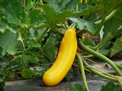 Courgette Gold Rush F1 - 2024