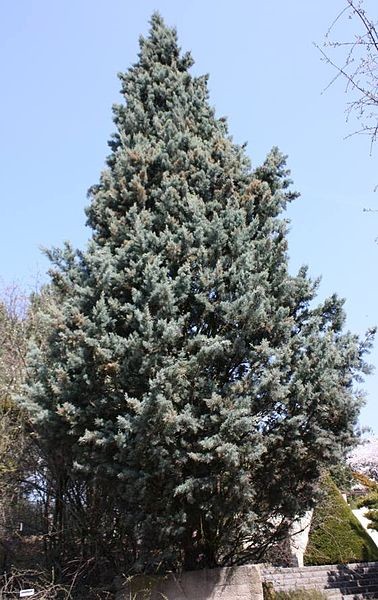 Cupressus Arizonica