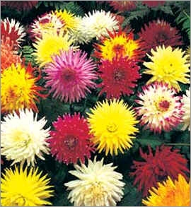 Dahlia Cactus Mix