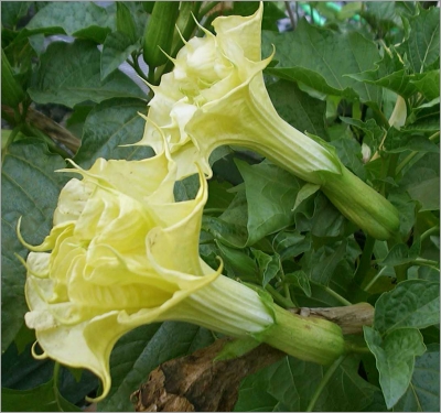 Datura Double Yellow