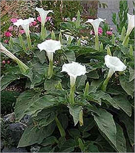 Datura Metel