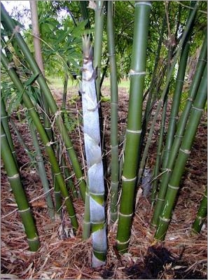 Dendrocalamus Strictus