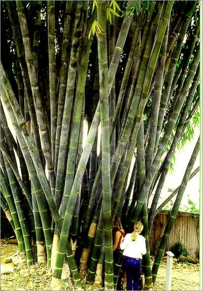 Dendrocalamus giganteus