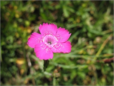 Dianthus Deltoides