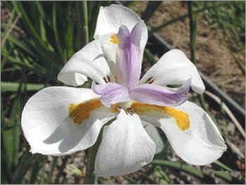 Dietes Iridioides