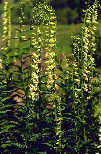 Digitalis Grandiflora