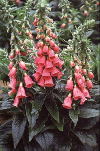 Digitalis Mertonensis