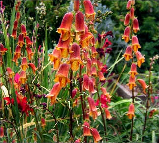 Digitalis Obscura