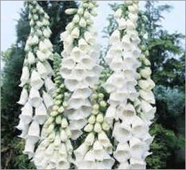 Digitalis Purpurea Alba