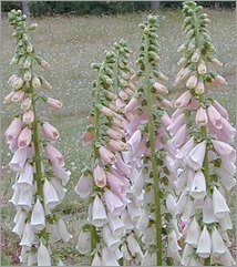 Digitalis Purpurea Apricot