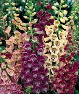 Digitalis Purpurea Excelsior