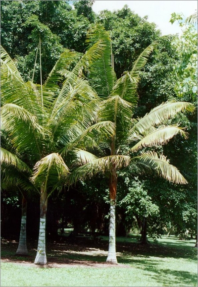 Dypsis madagascariensis