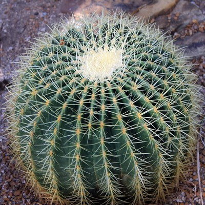 Echinocactus Grusonii