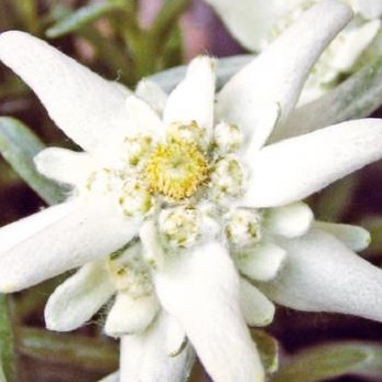 Edelweiss des Alpes