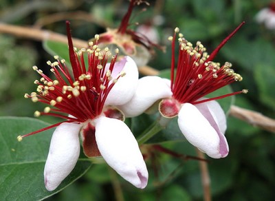 Feijoa sellowiana