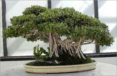 Ficus Benghalensis