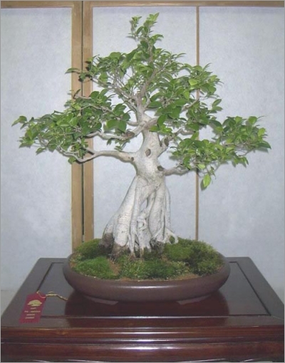 Ficus Religiosa