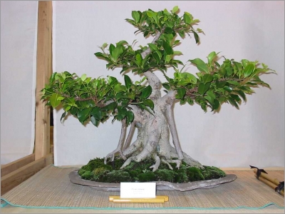 Ficus Retusa