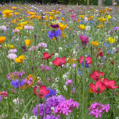 Fleurs mellifères pour papillons en mélange