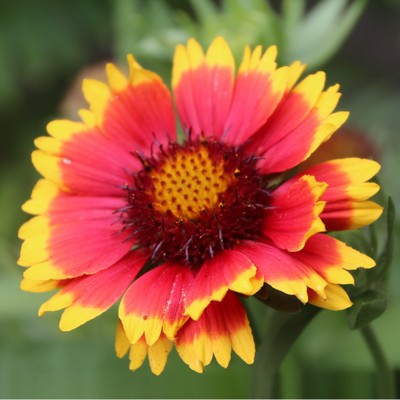 Gaillarde Vivace à grandes fleurs - 2024