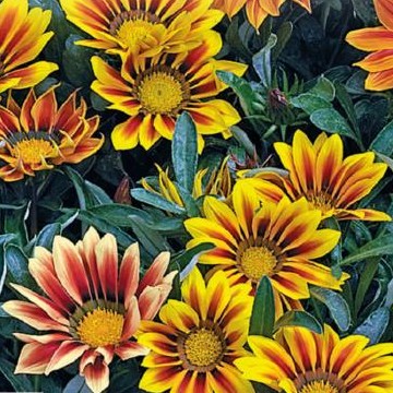 Gazania Sunshine en mélange - 2024