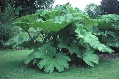 Gunnera Manicata