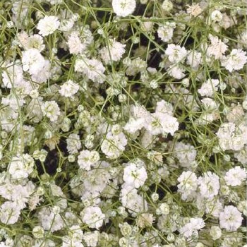 Gypsophile paniculée Snow Flake double