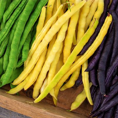 Haricot à rames mélange de 3 couleurs