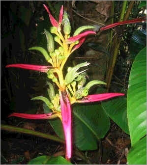 Heliconia Aemygdiana