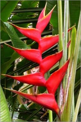 Heliconia Caribaea