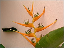 Heliconia Latispatha