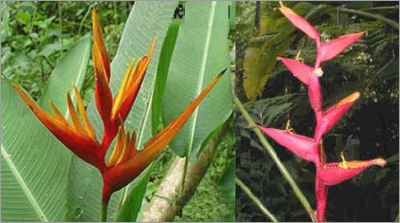 Heliconia Spathocircinata