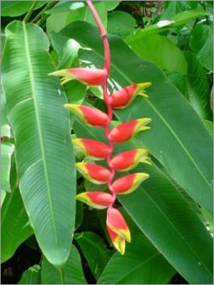 Heliconia rostrata