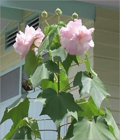 Hibiscus Mutabilis