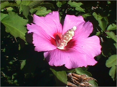 Hibiscus Syriacus