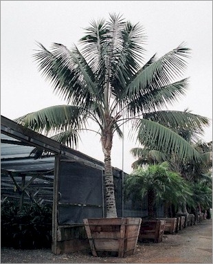 Howea forsteriana