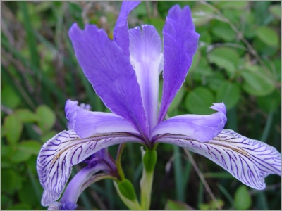 Iris Missouriensis