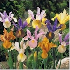 Iris Mix