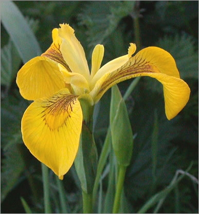 Iris Pseudacorus