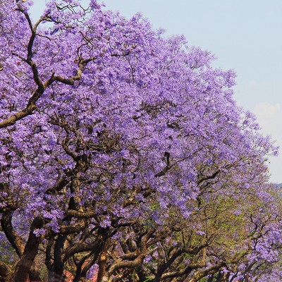 Jacaranda Mimosifolia