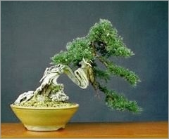 Juniperus Chinensis