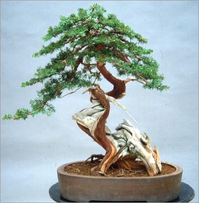 Juniperus Sabina