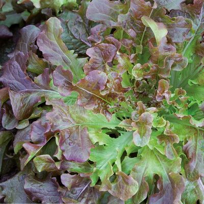 Laitue à couper Feuilles de chêne rouge 'Salad Bowl'