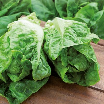 Laitue romaine Sucrine
