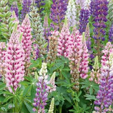 Lupin hybride de Russell en mélange