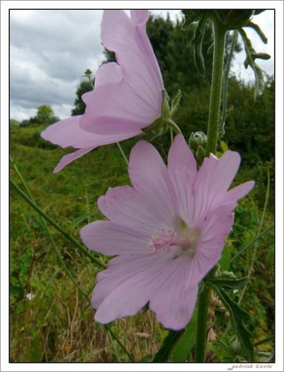 Malva Alcea