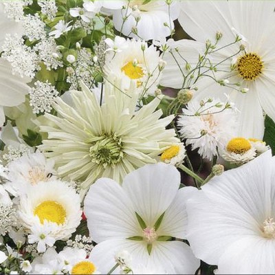 Mélange de fleurs blanches