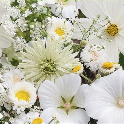 Graines de fleurs en mélange